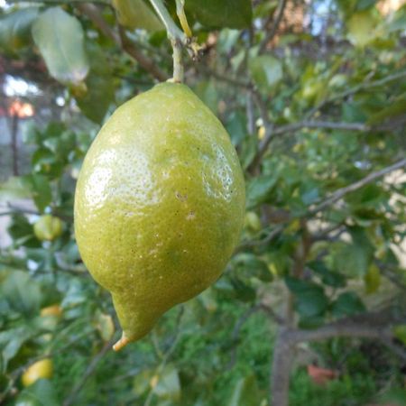 شقة Il Giardino Del Corso أفولا المظهر الخارجي الصورة